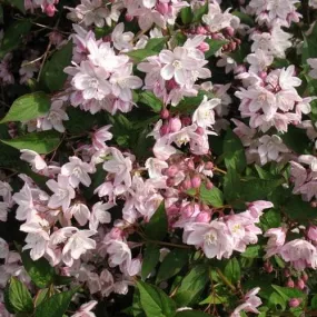 Deutzia x rosea